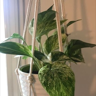 Marble Queen Pothos plant in Stockholm, Stockholms län