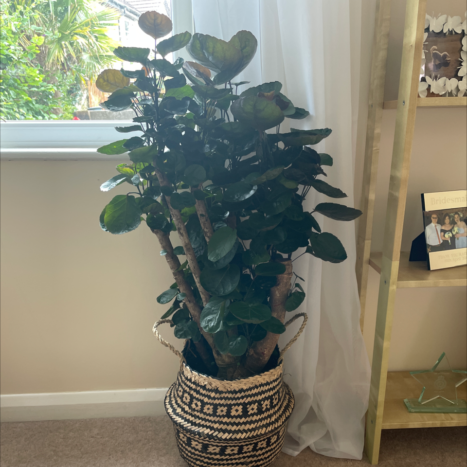 Photo of the plant species Fabian Aralia by Rachael named Fabian on Greg, the plant care app