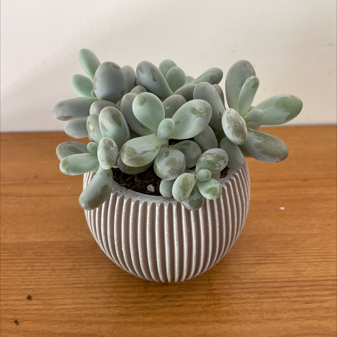 Photo of the plant species Pachyphytum Baby Finger by Rachael named Marilyn on Greg, the plant care app