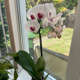 Phalaenopsis Orchid plant in Bideford, England