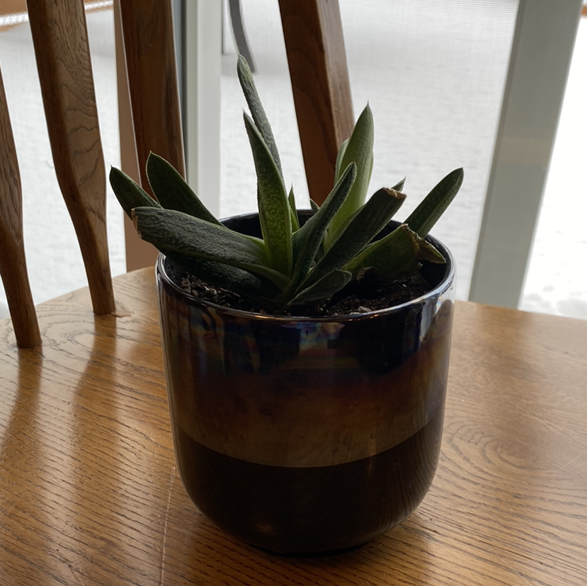 Healthy Ox Tongue plant with glossy dark green leaves growing in a ceramic pot on a wooden surface.