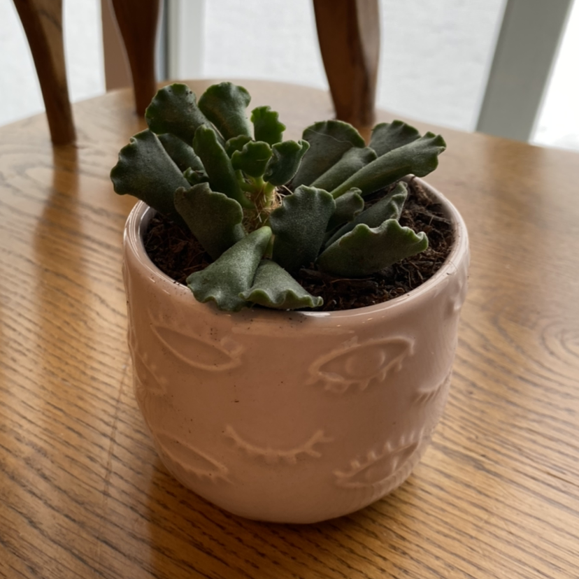 Pillow Feet Crinkle Leaf Plant in a decorative pot on a wooden surface.