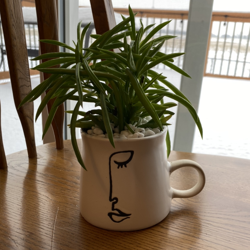 Pincushion Peperomia plant in a decorative pot on a wooden surface.