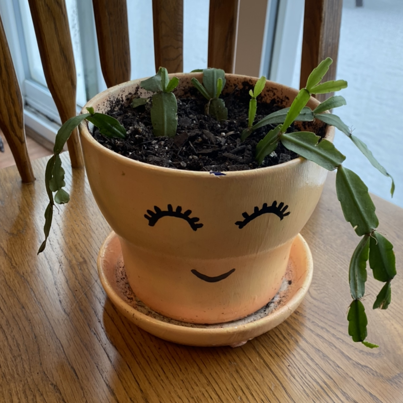 Potted Easter Cactus with drooping leaves in a pot with a smiling face design.
