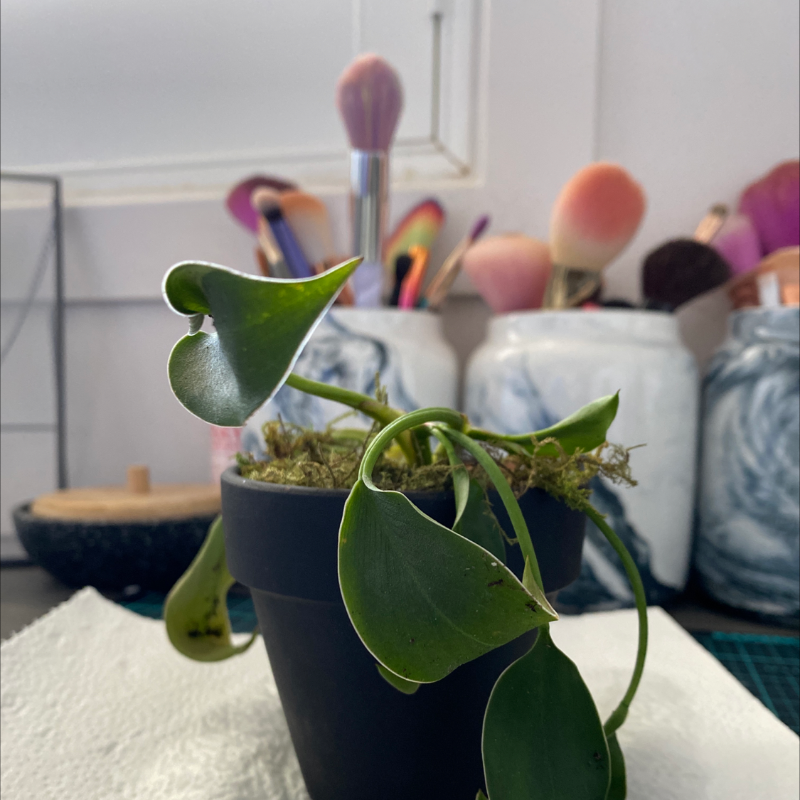 Photo of the plant species Lipstick Plant by @hbrey named Lets see on Greg, the plant care app