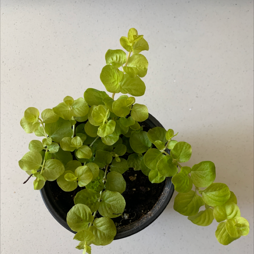 Photo of the plant species Creeping Jenny by Henny named Chlorophill on Greg, the plant care app