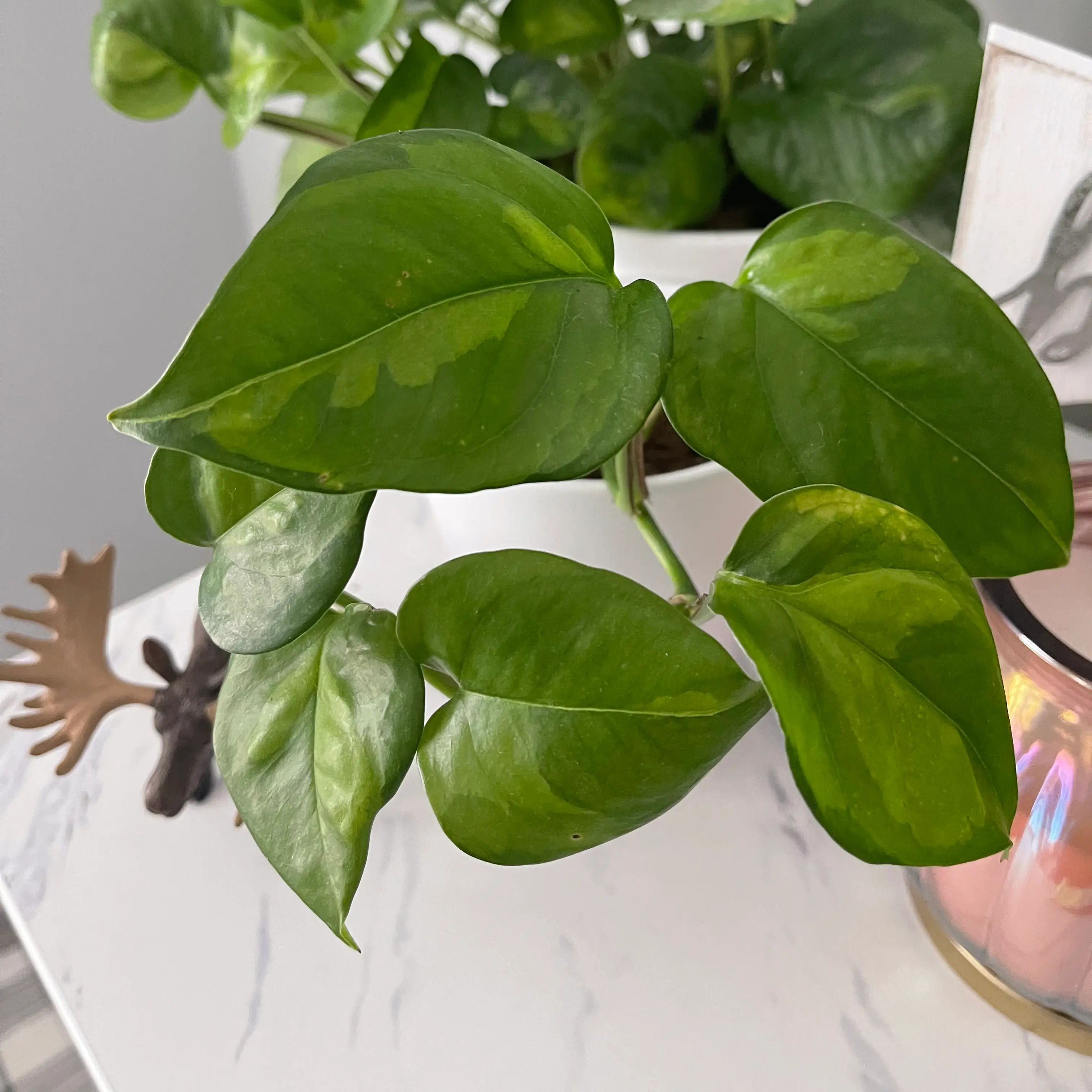 Healthy Global Green Pothos plant with vibrant green leaves.