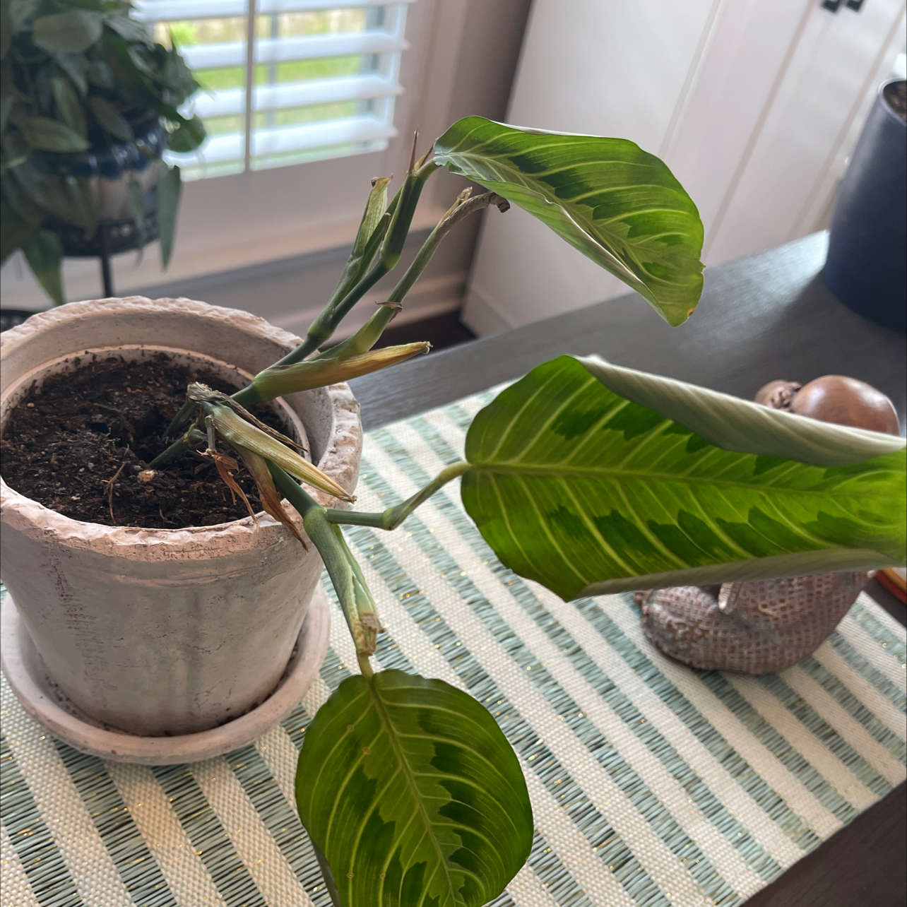 Lemon Lime Prayer Plant in a pot with distinctive patterned leaves, some drooping.