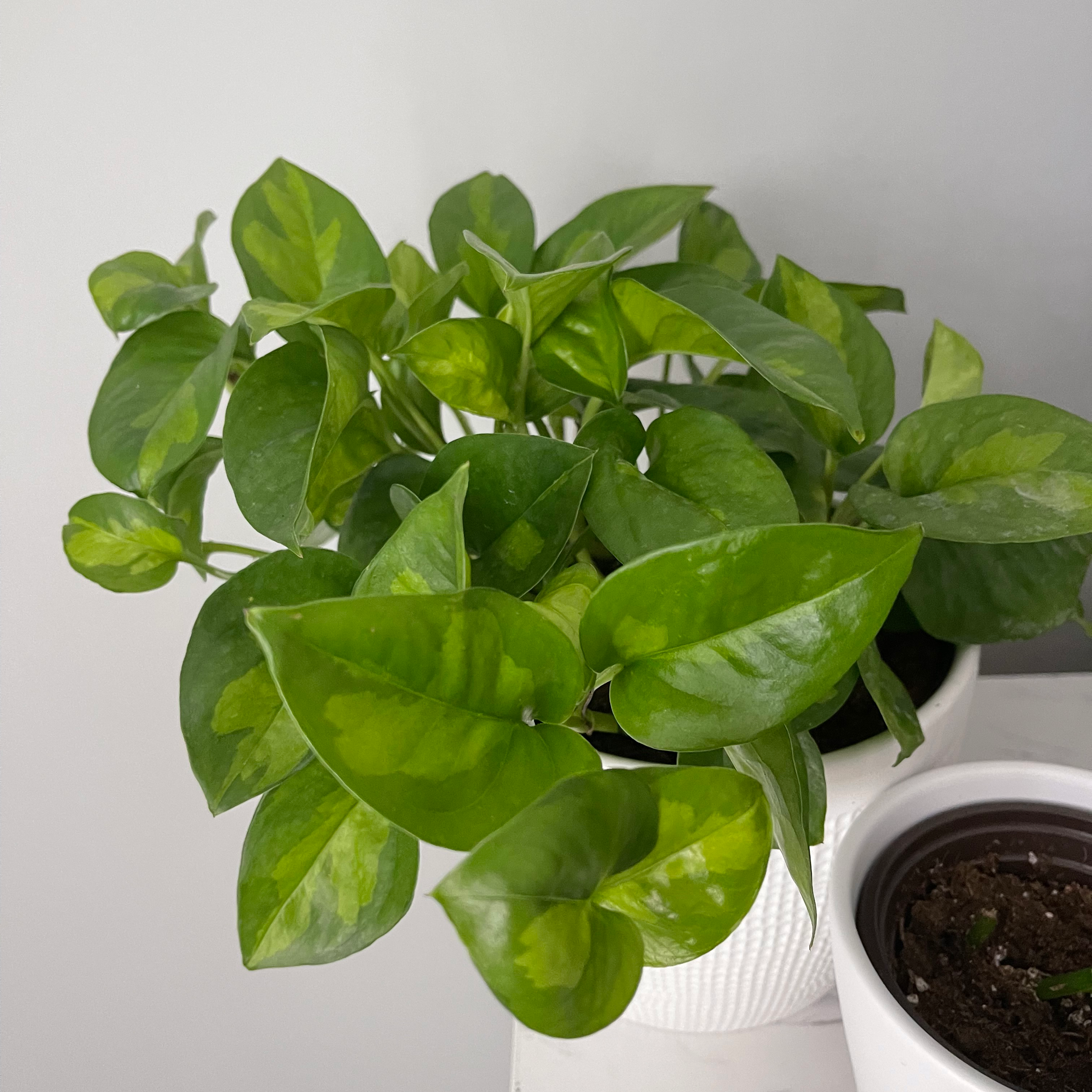 Healthy Global Green Pothos plant in a white pot with vibrant green leaves.