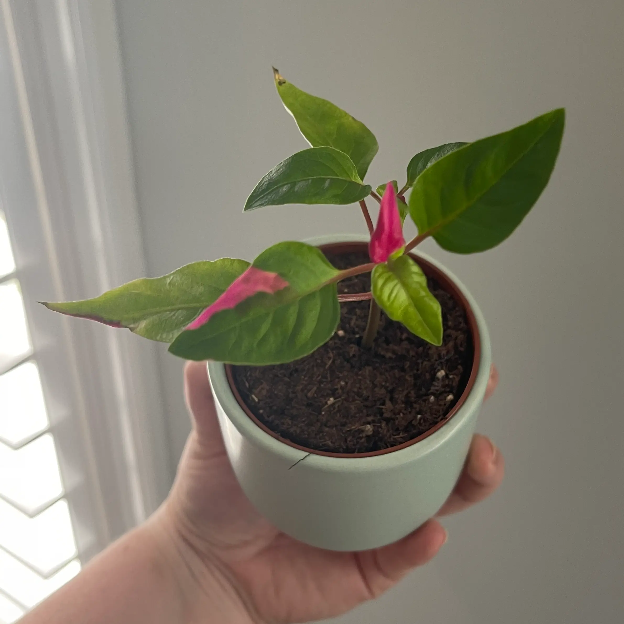 Potted Party Time Alternanthera plant with green and pink leaves held by a hand.