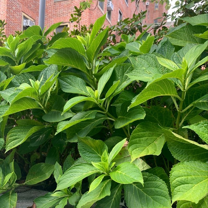 Lush green French Hydrangea plant with large, healthy leaves.