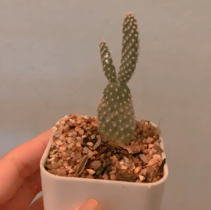 Bunny Ears Cactus plant photo by Waranya  named Kai tuun on Greg, the plant care app.