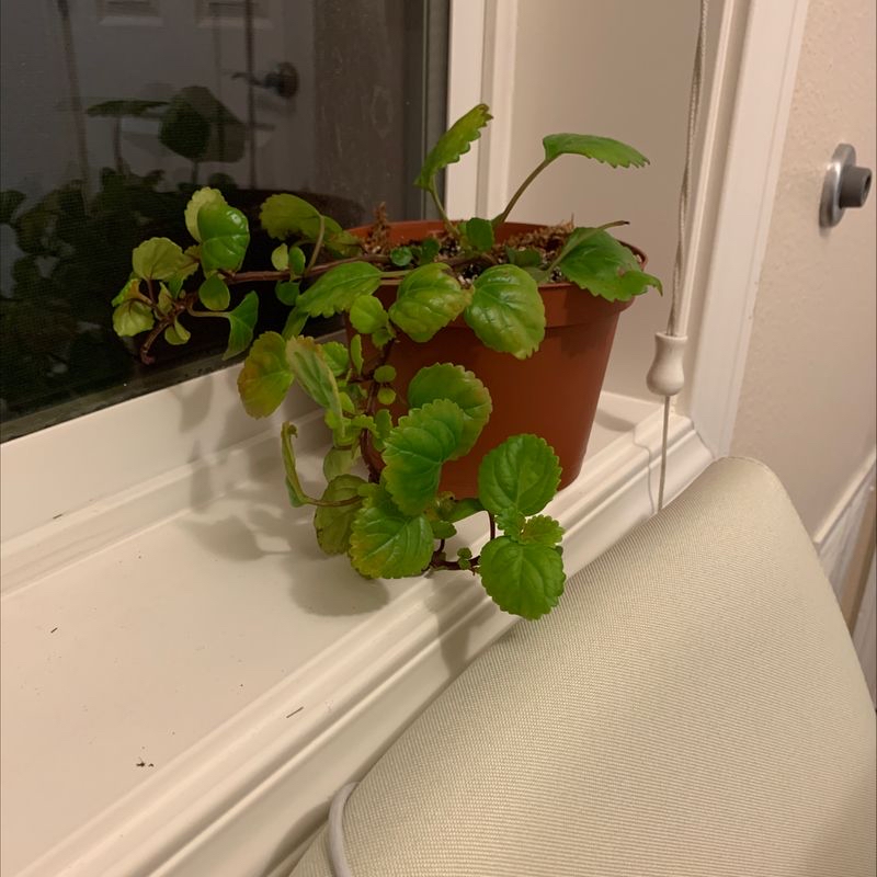 Potted Swedish Ivy plant on a windowsill with healthy green leaves.