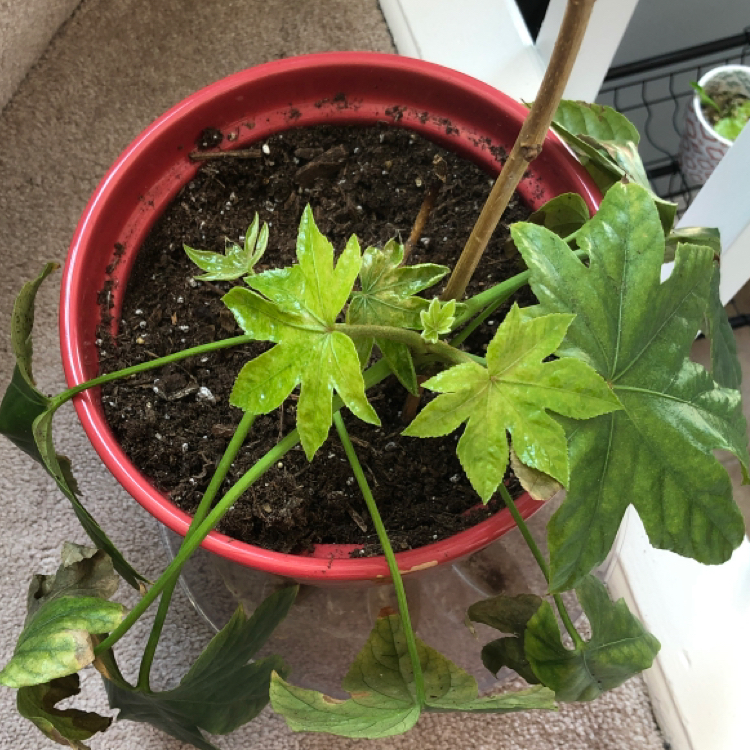 Photo of the plant species Fatsia Plant by @mama_bere named Cleopatra on Greg, the plant care app