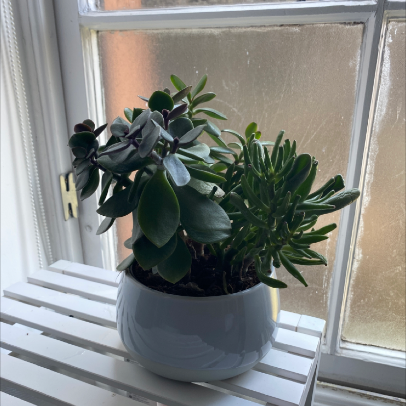 Lucky Plant plant photo by @kayleigh named Leto on Greg, the plant care app.