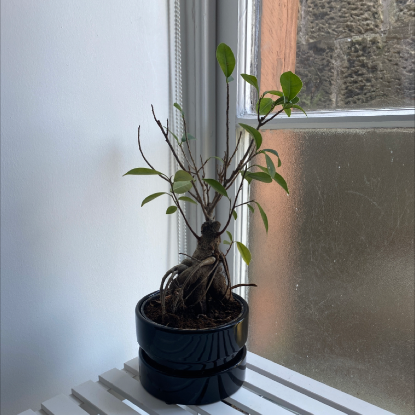 Ficus Ginseng plant photo by @kayleigh named Ghanima on Greg, the plant care app.