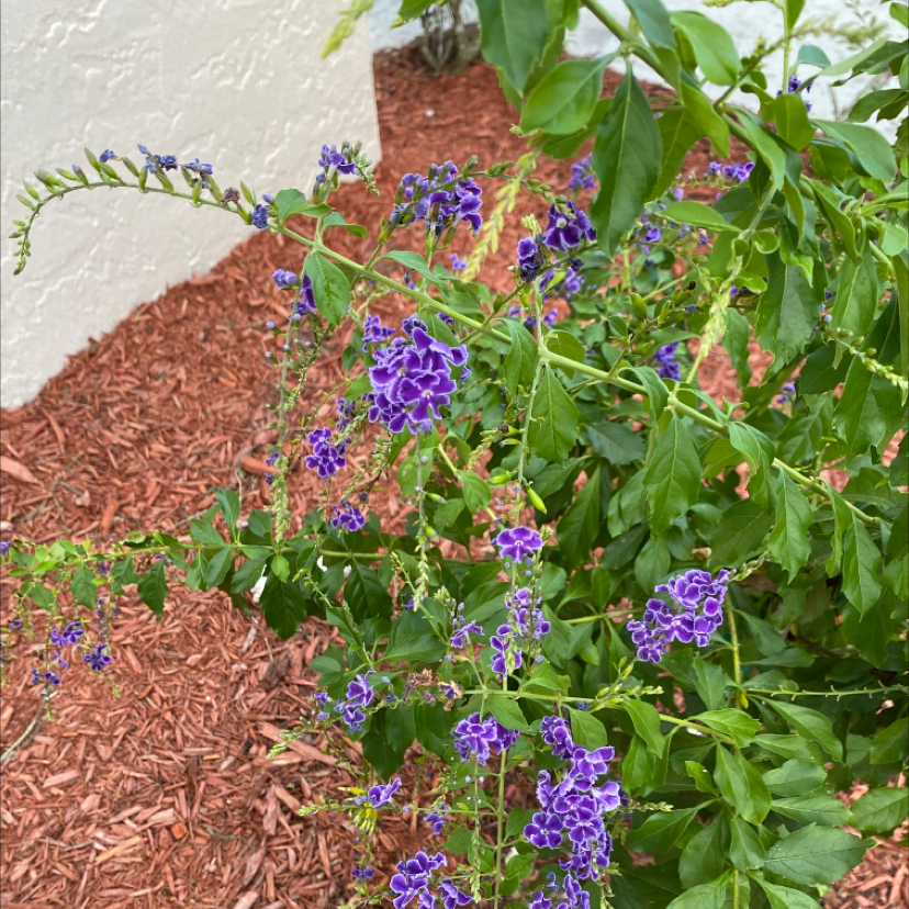 Golden Dewdrop plant with vibrant purple flowers and green leaves, appearing healthy.