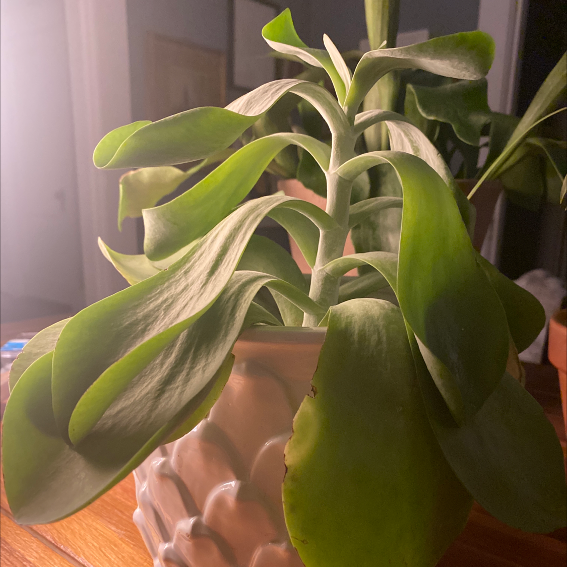 Healthy Flapjacks plant (Kalanchoe thyrsiflora) in a decorative pot with green, fleshy leaves.