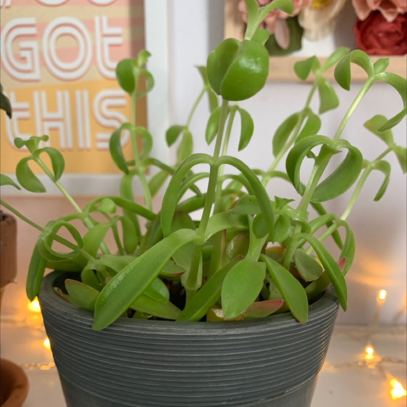 A vibrant and healthy Crassula Pellucida succulent plant with heart-shaped green leaves, planted in a gray ceramic pot.