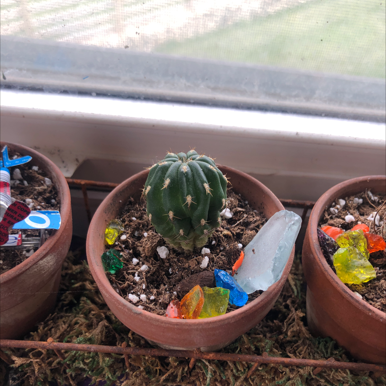 Blue Barrel Cactus in a pot with colorful decorative stones.