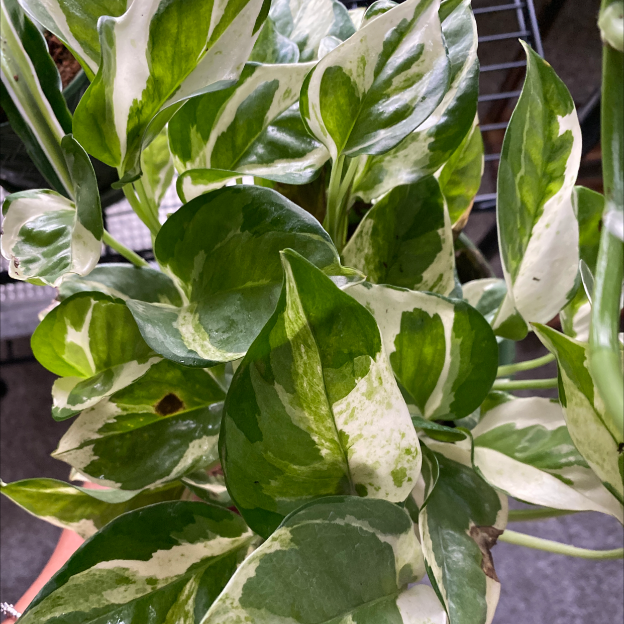 Glacier Pothos plant with variegated green and white leaves, appearing healthy.