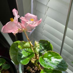 Begonia cucullata plant