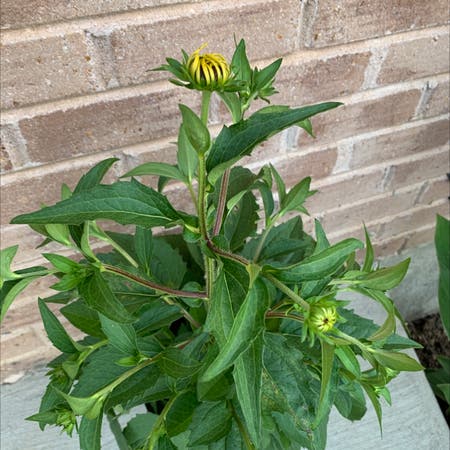 Photo of the plant species Blackeyed Susan by Toniereina named Susan on Greg, the plant care app