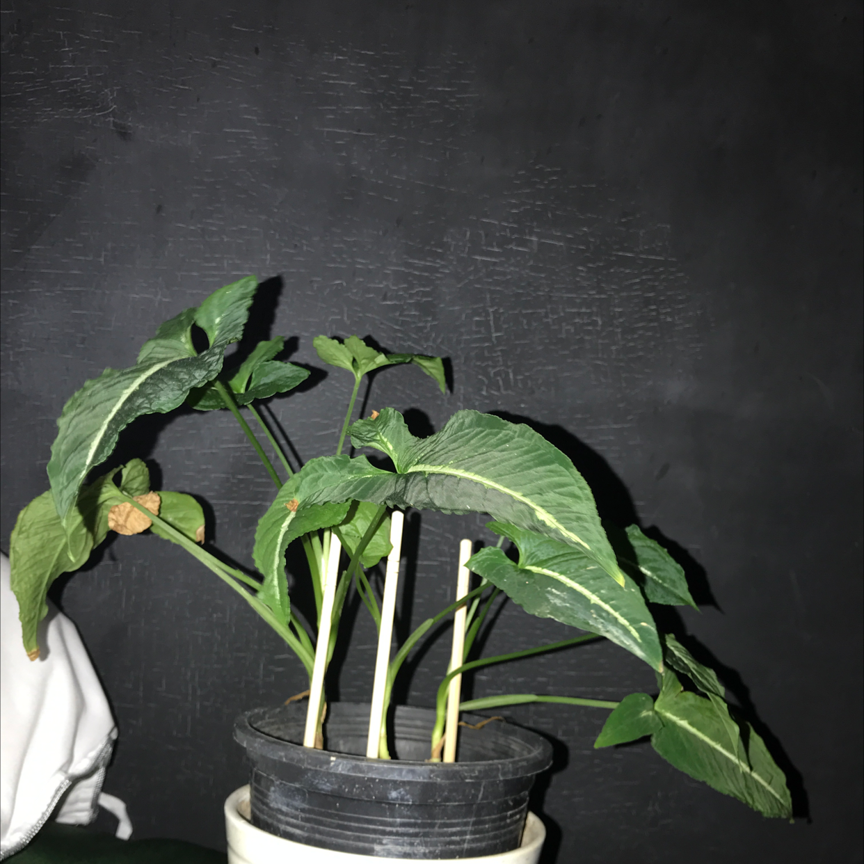 Photo of the plant species Syngonium wendlandii by Joshua named Velvet queen on Greg, the plant care app