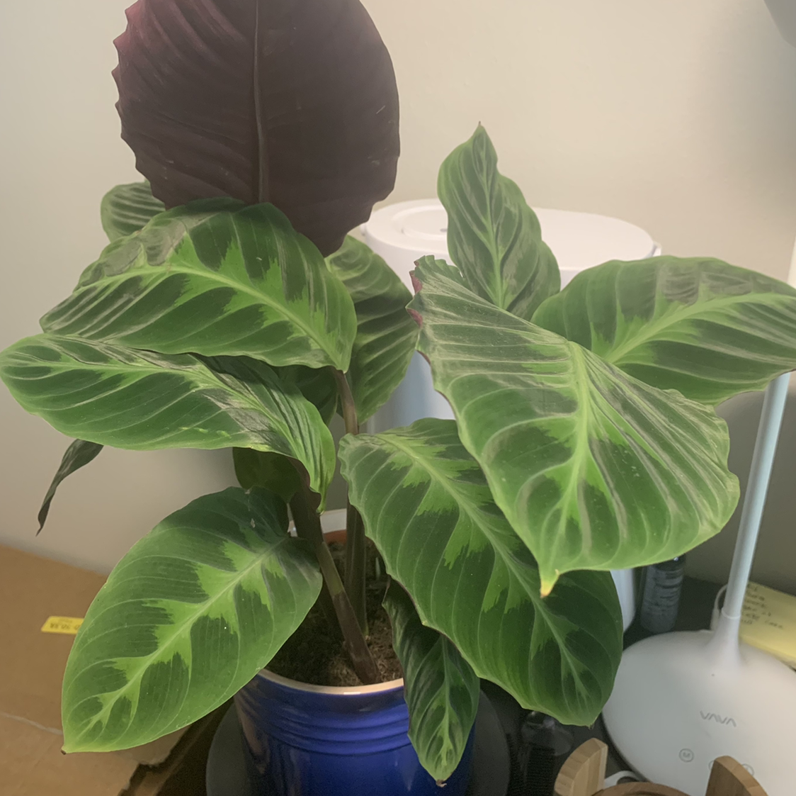 Jungle Velvet plant photo by @ross named Calathea on Greg, the plant care app.