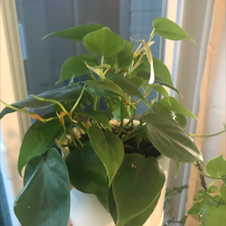 Philodendron Scandens plant photo by @ross named Heartleaf on Greg, the plant care app.