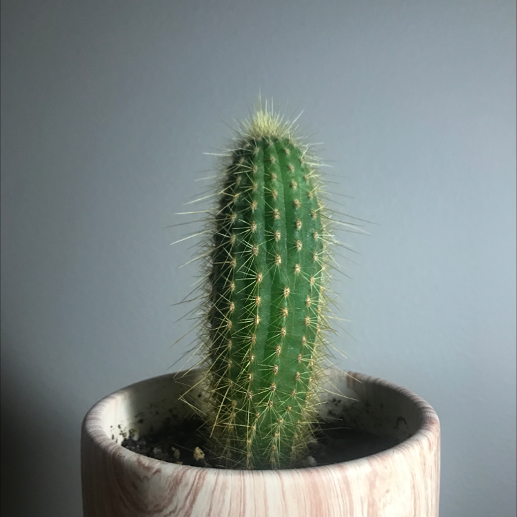 A healthy Golden Torch cactus in a pot with visible soil.