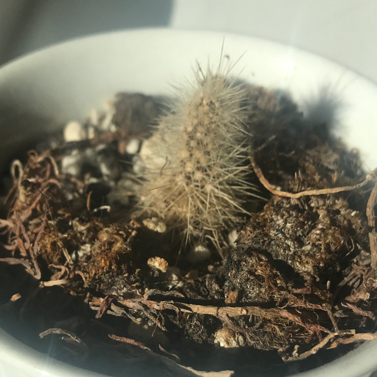 Rattail Nipple Cactus in a pot with visible soil and dried plant material.