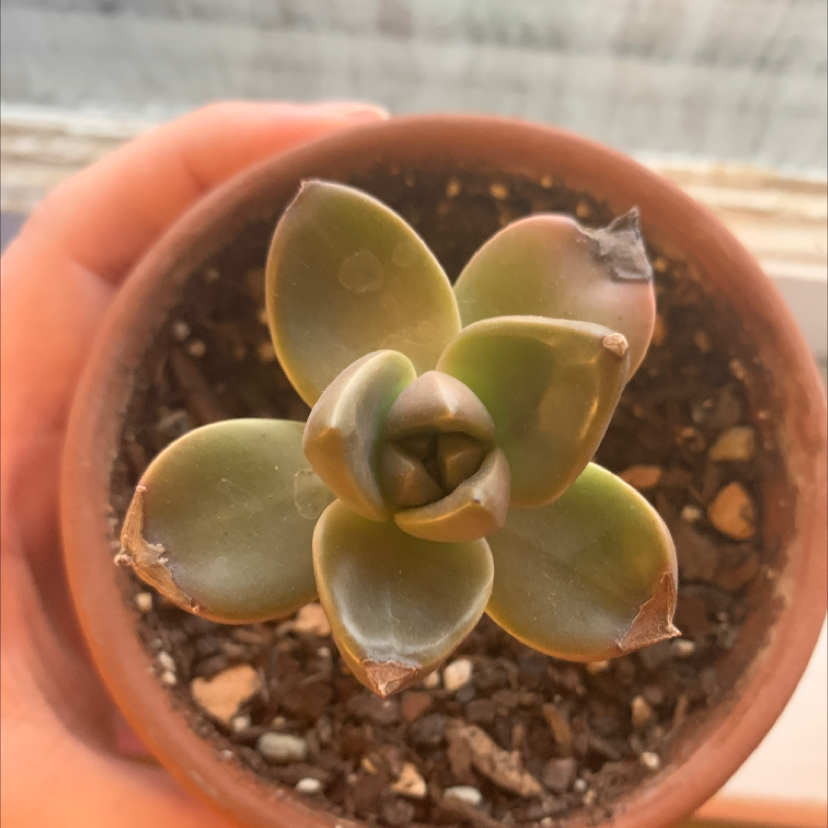 Graptosedum 'California Sunset' succulent in a pot with some browning at the leaf tips, held by a hand.
