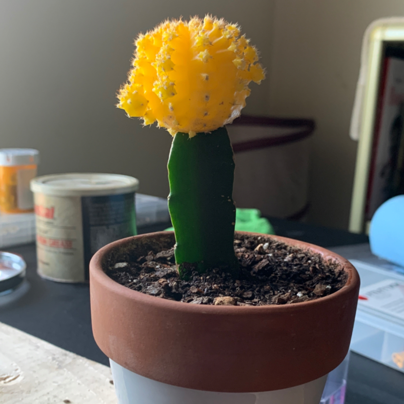 Moon Cactus plant photo by @Aelutz named Yellow Moon Cactus on Greg, the plant care app.