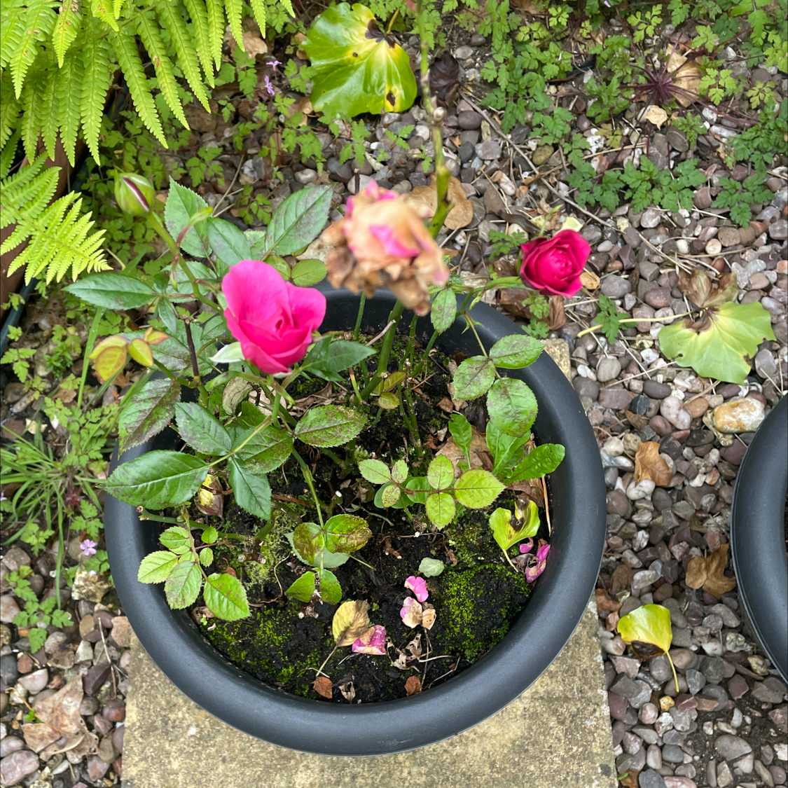 Potted Beach Rose with pink flowers, some leaves showing browning and yellowing.