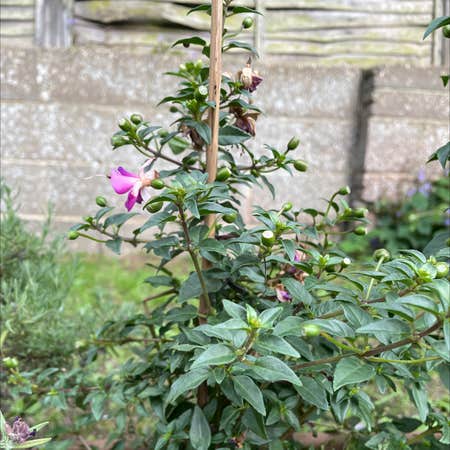 Photo of the plant species Fuchsia microphylla by Cat named Purple Foosh on Greg, the plant care app