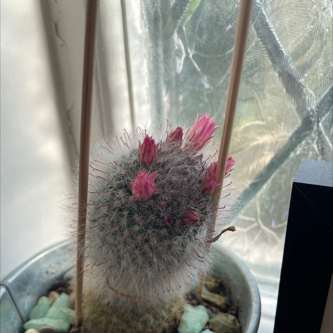 Mammillaria Formosa cactus with pink flowers blooming, supported by wooden sticks in a pot with visible soil and decorative stones.