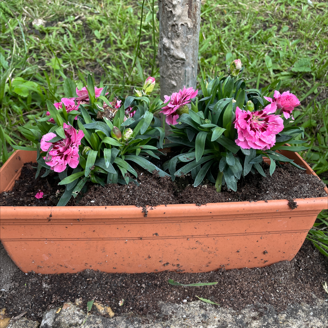Potted Chinese Pink plant with vibrant pink flowers and visible soil.