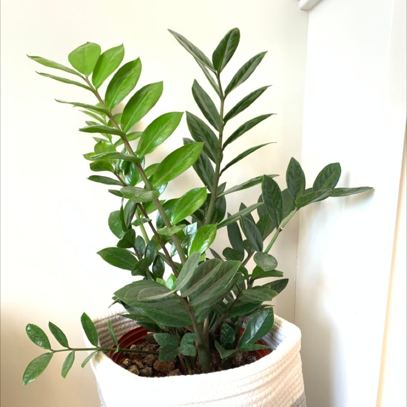 Zamioculcas Zamiifolia plant photo by @Mattoni named 13 ZZ Top on Greg, the plant care app.