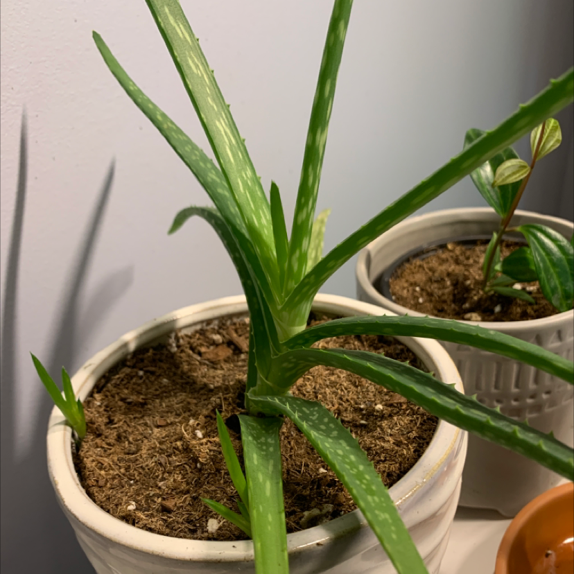 Aloe vera plant photo by @Mattoni named 32 Twister on Greg, the plant care app.