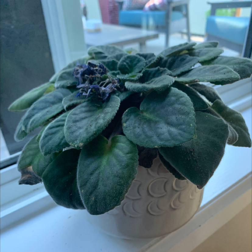 African Violet plant photo by @Mattoni named 03 Carol on Greg, the plant care app.