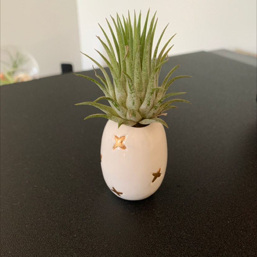 Blushing Bride Air Plant plant photo by @Mattoni named 07 Piney on Greg, the plant care app.