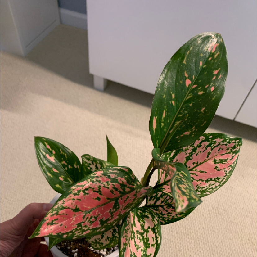 Photo of the plant species Pink Dalmatian Aglaonema by @Mattoni named 43 Mollie on Greg, the plant care app