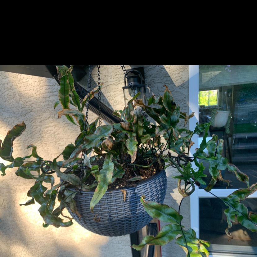 Photo of the plant species Kangaroo Paw by @Mattoni named 22 Kanga on Greg, the plant care app