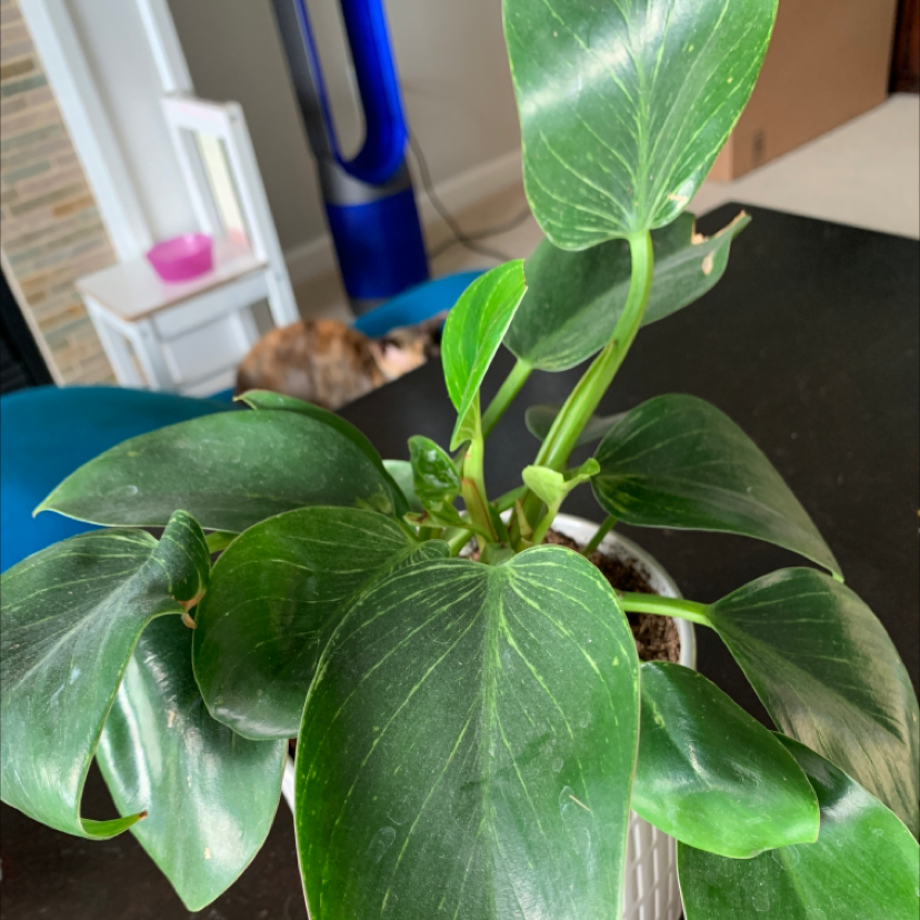 Philodendron Birkin plant photo by @Mattoni named 12 Athena on Greg, the plant care app.