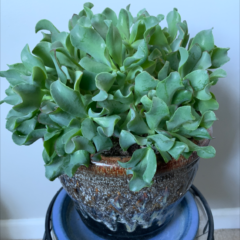 Healthy Ripple Jade plant in a decorative pot with green, vibrant leaves.