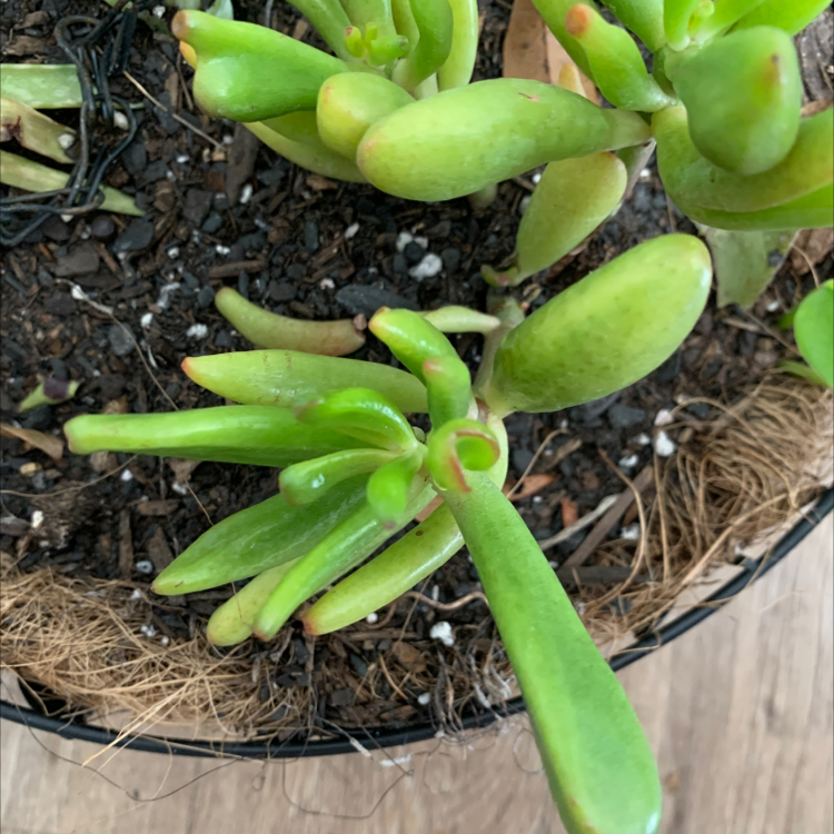 Finger Jade plant photo by @GreenThumbYogiKimG named Shrek Ogre Ear on Greg, the plant care app.