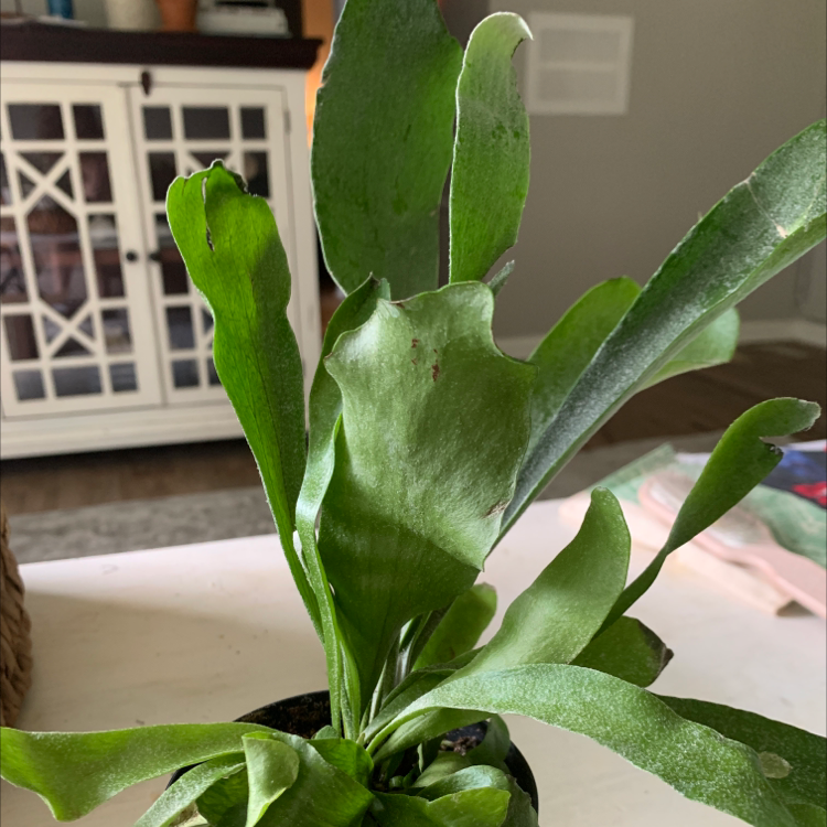 Elkhorn Fern with healthy green leaves in a pot, well-framed and in focus.
