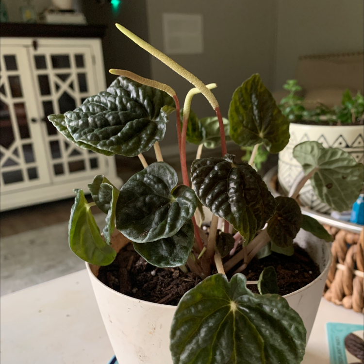 Peperomia Caperata plant photo by @GreenThumbYogiKimG named Red Ripple on Greg, the plant care app.