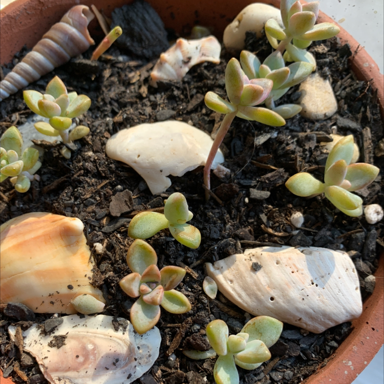 Potted Echeveria 'Morning Beauty' with multiple small plants and seashells on the soil surface.